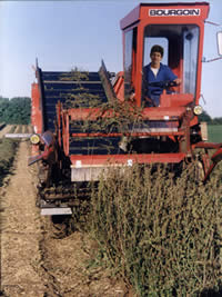 Chicory harvest